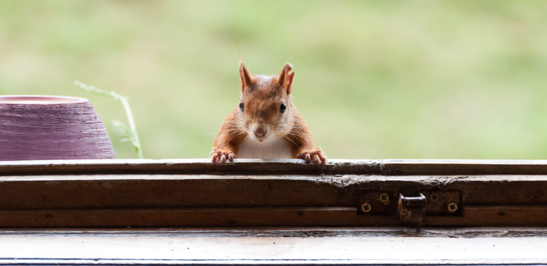 squirrel in HVAC System