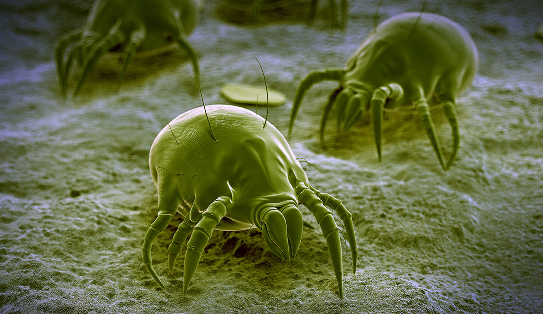 Dust Mite