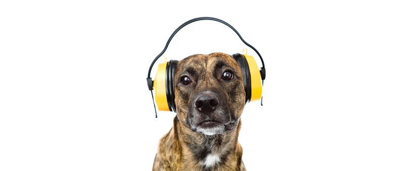 Dog with headphones on because furnace is making noises